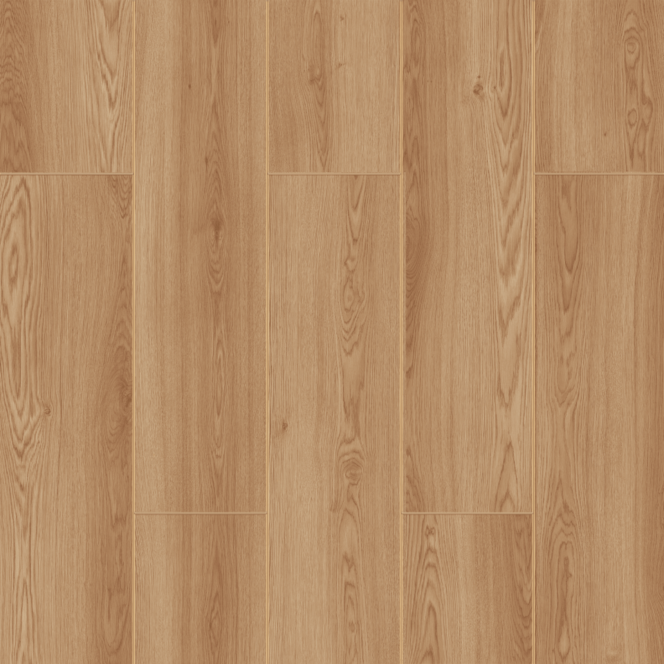 Kafkas Oak - 709 Resmi